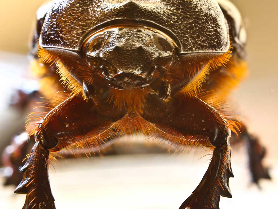 focus stacking bug