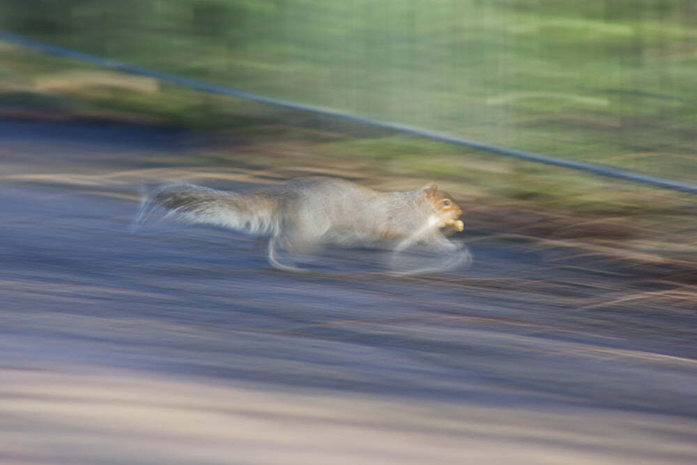 panning-photography-runing-squirrel