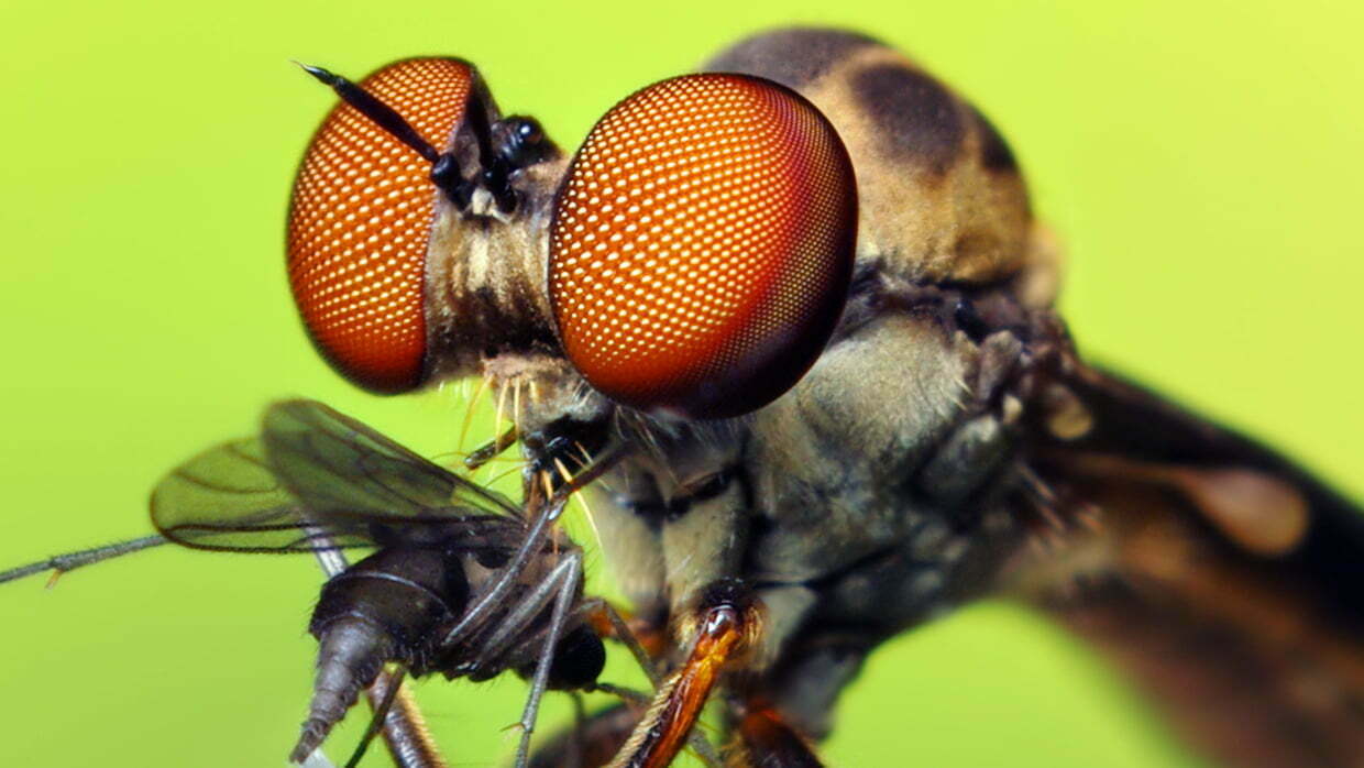 how to photograph insects - Robber Fly - Macro Photography of Insects and Spiders 