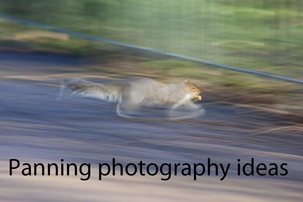 panning photography ideas running squirell