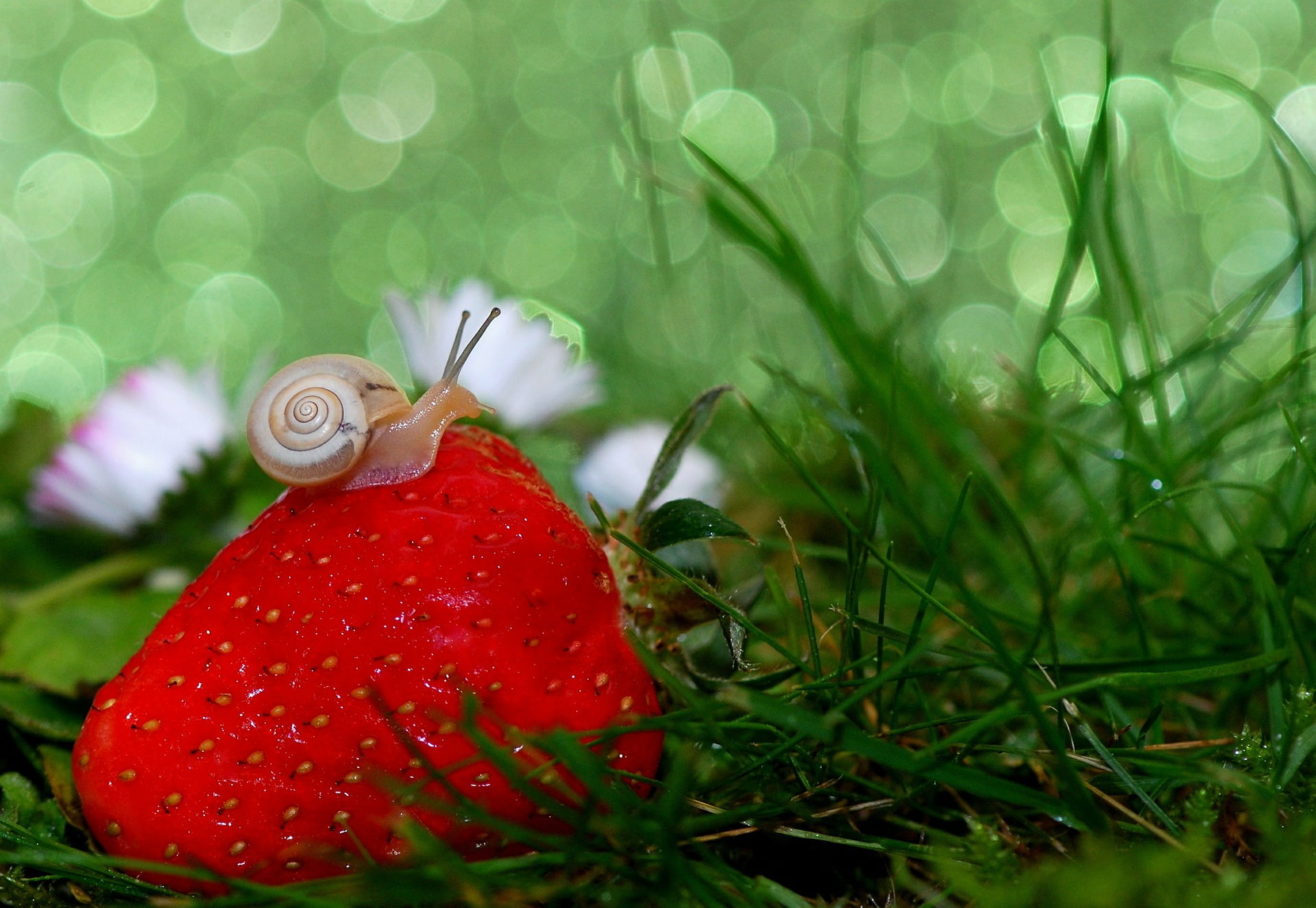 snail-bokeh