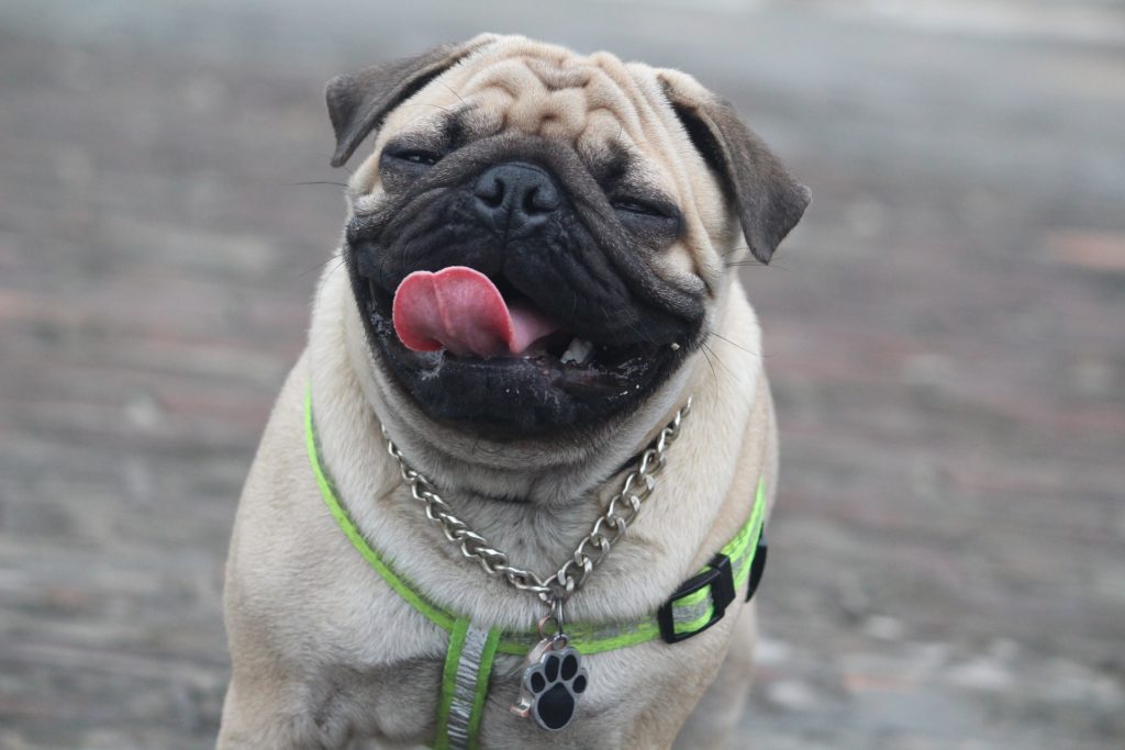 funny expression pug dog